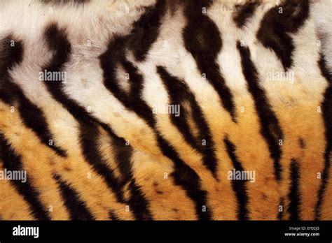 Natural Pattern On Tiger Fur Real Texture Of Feline Pelt Stock Photo