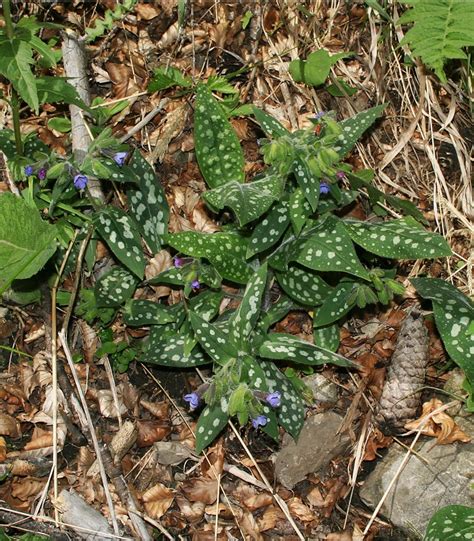 Pulmonaria ( lungwort ) bir olduğu cins arasında çiçekli bitkiler içinde ailesi boraginacea, yerli bir türün (ile, avrupa ve batı asya'ya p. Pulmo fleck Austria