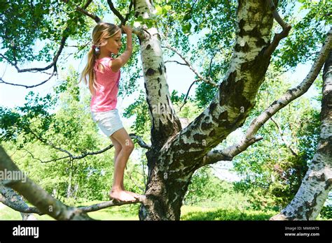 Child Girl Playing Climbing On A Tree In A Summer Park Outdoor Concept