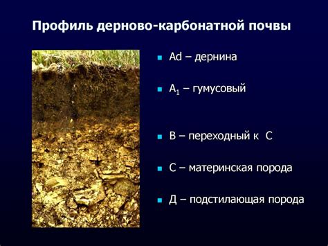 Дерново-подзолистые почвы (Пд) - презентация онлайн