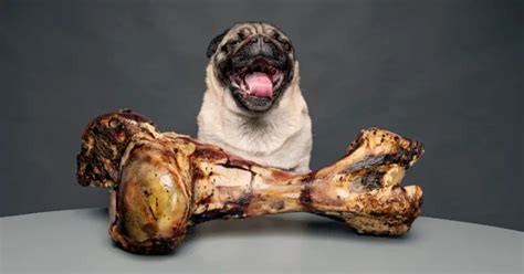 Can Pugs Eat Bones A Comprehensive Guide For Owners All Our Creatures