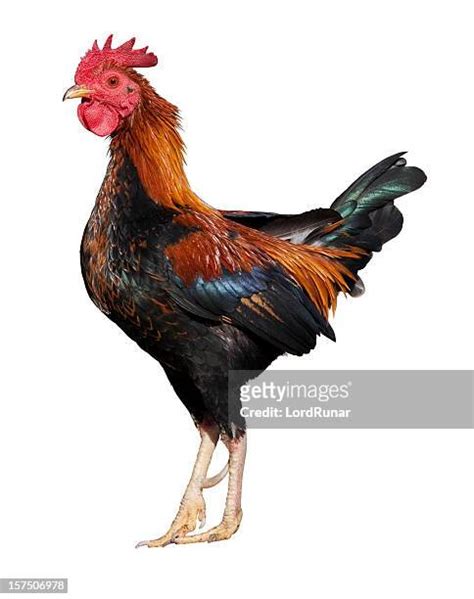 Pretty Cocks Photos And Premium High Res Pictures Getty Images