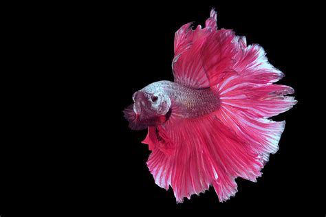 The pink betta fish can sometimes appear almost translucent. Pink Betta Fish: A Spectacular, Lively, and Bright Breed