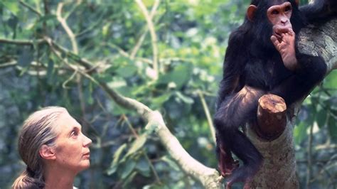 Jane Goodall On 60 Years Of Chimps And Conservation Livekindly