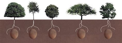 Turn Your Loved Ones Into Trees With These Organic Burial Pods