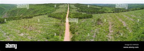 Boreal Forest And Clearcut Cape Breton Highlands National Park Nova