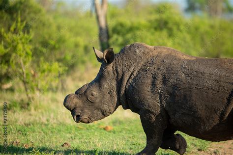 Large Rhino Whose Horn Has Been Partially Removed To Try Prevent Rhino