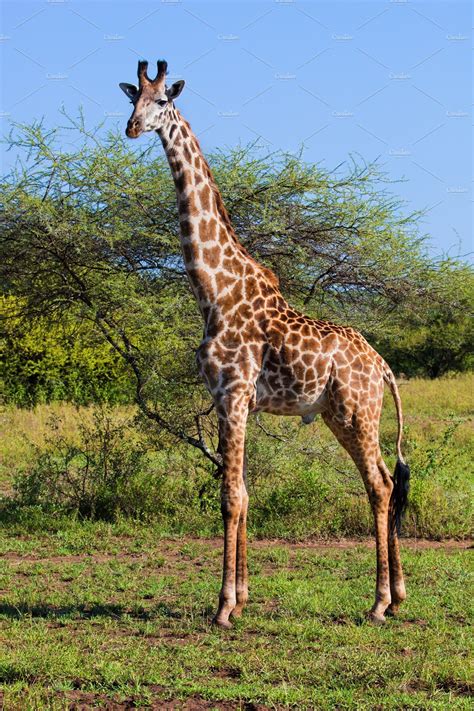 Giraffe On African Savanna Featuring Africa Tanzania And Serengeti