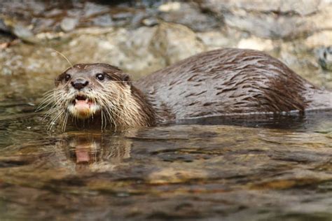 Otter Free Stock Photo Public Domain Pictures