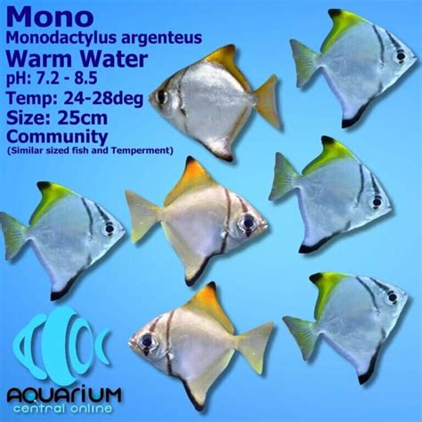 Mono Monodactylus Argenteus 4cm Aquarium Central
