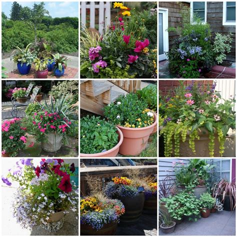 T Plants And Plant Ideas Perfect Container Garden For You