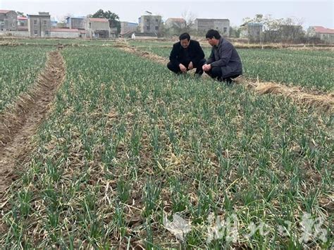 孝昌：抓好秋冬种 绘出好“钱”景 荆楚网 湖北日报网