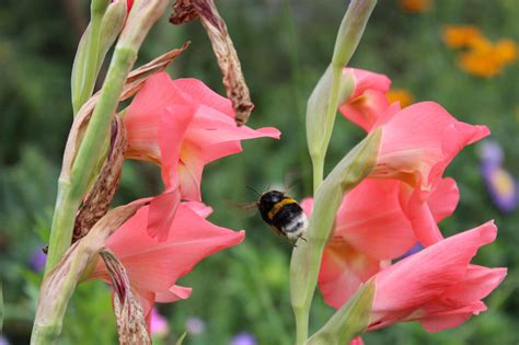 If you want to collect seed, leave some of the faded flowers until the autumn. Gladiolus Flower Removal - Should I Deadhead Gladiolus Flowers