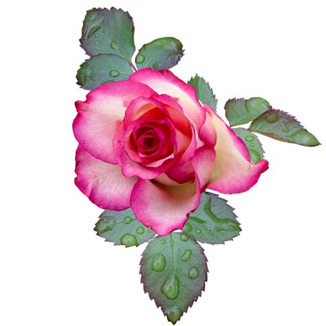 Rose Bloom Pink · Free Photo On Pixabay