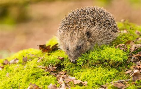 Hedgehog In Natural Woodland Habitat Stock Image Image Of Bright