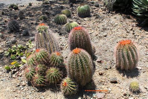 Plantfiles Pictures Mexican Fire Barrel Mexican Lime Cactus Viznaga