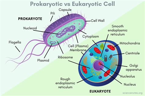 Prokaryotic And Eukaryotic Cells