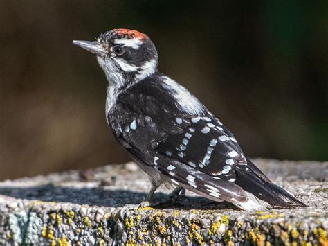 Downy Woodpecker Celebrate Urban Birds