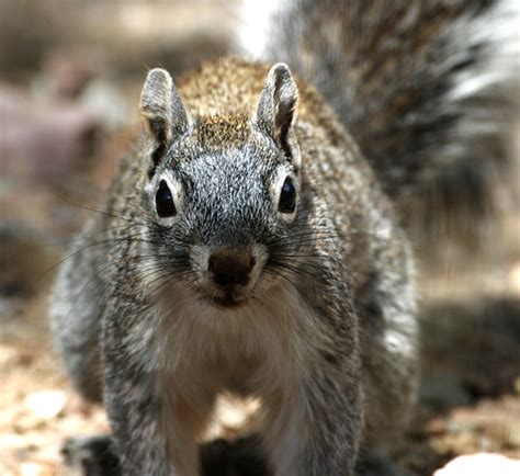 Arizona Gray Squirrel Sciurus Arizonensis Madeira Canyo Flickr