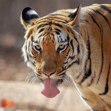 Tigers Lovers ♥ ️ On Instagram “rate This Tigers 🐯1 10 🐯 🚨follow