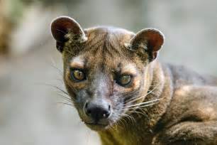 Fossa Facts Pictures Video And Information For Kids And Adults