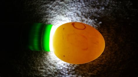 They do not know if an egg has been fertilized or not, even if they have not mated with a rooster! Candling fertile eggs and how to tell if one isn't going ...