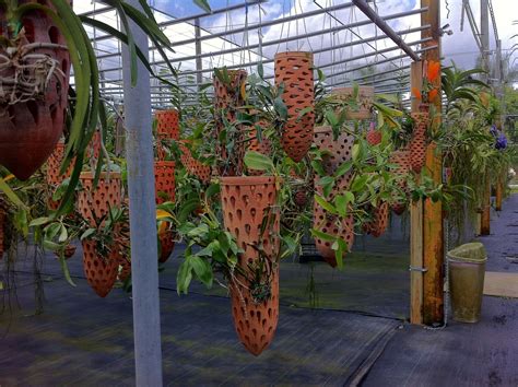 Check spelling or type a new query. Cool, giant pots for growing orchids. | orchids ...