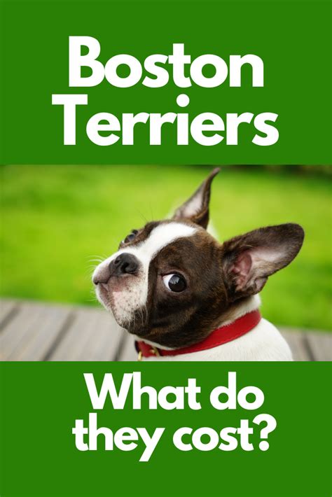 Sitting pretty at number 4, french bulldogs are one of the most popular dog breeds in the united states. How much do Boston Terriers Cost? (With images) | Boston ...