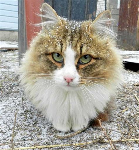 Cats Grow Magnificent Winter Manes They May Just Be Part Lion Love Meow