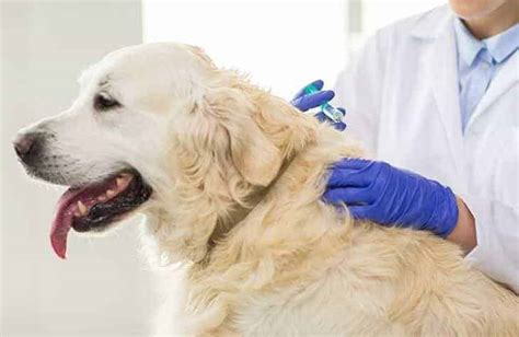 51 586 просмотров 51 тыс. Best Heartworm Prevention For Dogs | PUPPYFAQS