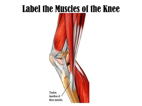 Muscles Behind Knee Diagram