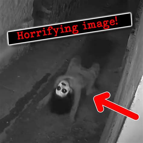 Creepy Things Caught On Camera To Keep You Up At Night Camera Creepy Things Caught On Camera