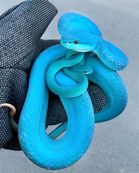 Gorgeous Blue Pit Viper Animali Animali Fantastici Serpente