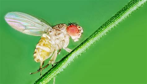 To Adapt To New Stuff Fruit Flies Sleep More Futurity