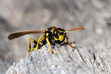 Does A Paper Wasp Sting Helpful Facts Whats That Bug