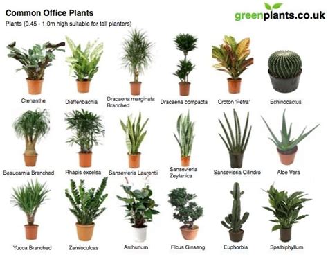Common Office Plants — Uk