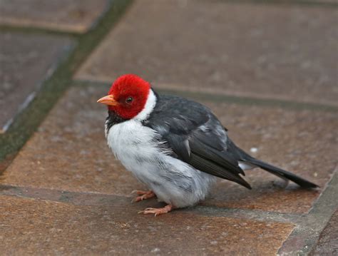 Pictures And Information On Yellow Billed Cardinal