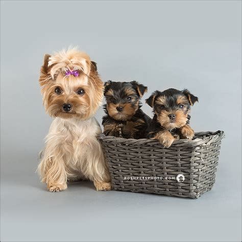 The american college of obstetrics and gynecology recommends offering cvs when there is an increased risk for. Puppies! | Toronto Dog Photographer - Toronto, Ontario Dog ...