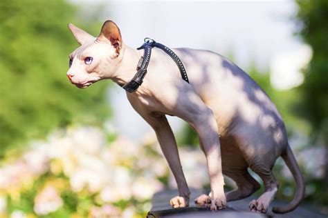 Why Do Sphynx Cats Cost So Much Petvblog
