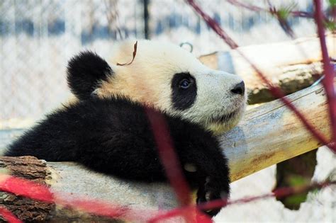 Roly Poly Pandas Hit 7 Months Stealing Hearts At Toronto Zoo Cbc News
