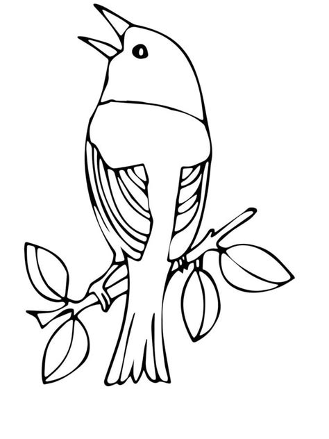 coloring pages warbler printable  kids adults