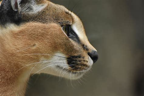 Caracal Caracal Caracal Zoochat