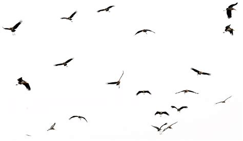 Flying Bird Transparent Background Png Play
