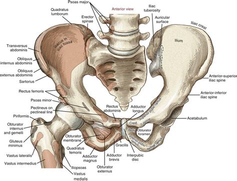 Hip Bone Structure Anatomy