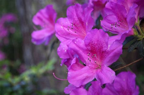 Sep 17, 2019 · azalea alternatives for south florida. GALLERY: Azaleas Bloom in Ravine Gardens State Park - WUFT ...