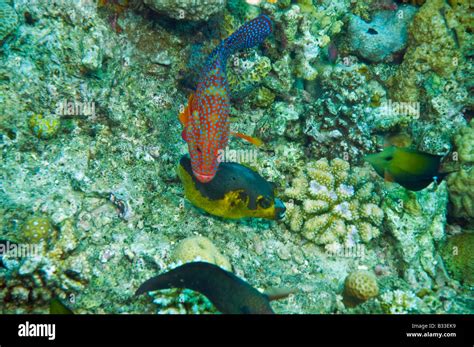 Red And Blue Coral Grouper And Black Spotted Pufferfish Above Coral Of