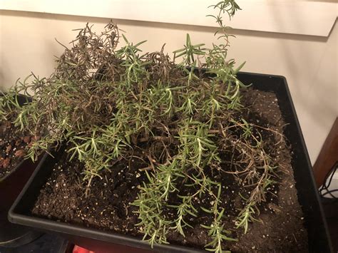 Is your plant getting too much. My rosemary plant of 5 years is dying but I don't know ...