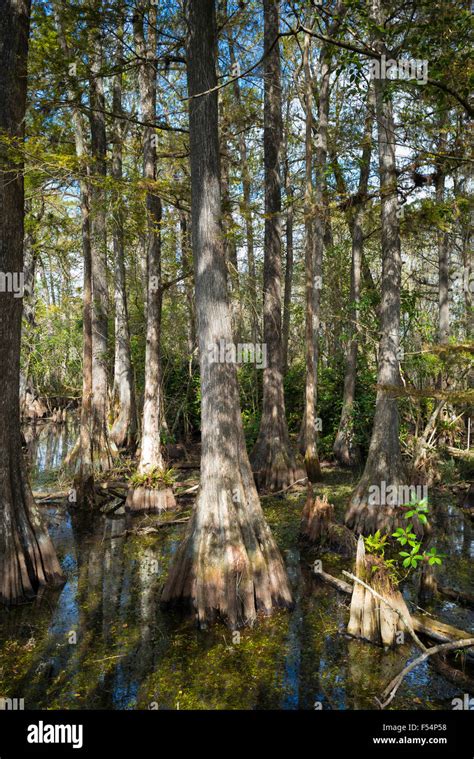 Forest Of Bald Cypress Trees Taxodium Distichum And Reflections In