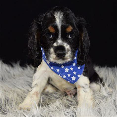 Get yours via lancaster puppies. Cocker Puppies for Sale in PA | Ridgewood's Cocker Puppy ...