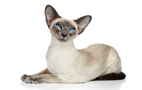 Below you'll find the entire list of cat breeds. Siamese Cat Breed as Pets